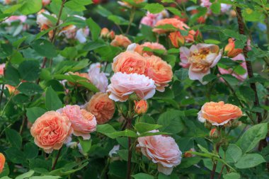 Sarı turuncu gül bahçesinde güneşli bir günde çiçek açmış. Charles Austin gül