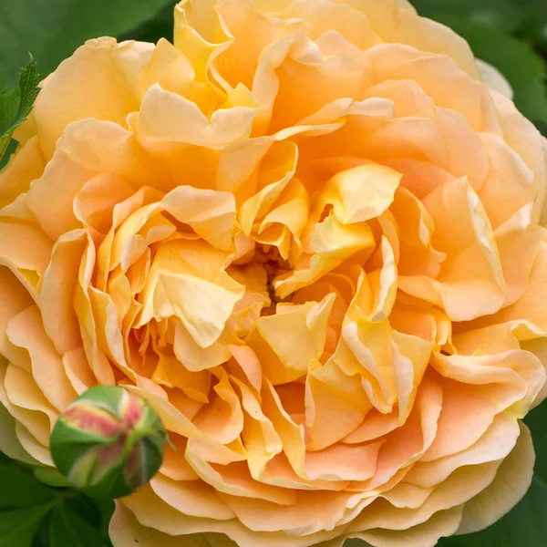 Rosa amarilla floreciente en el jardín en un día soleado. David Austin Rose Celebración de Oro — Foto de Stock