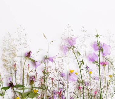 Çiçek desenli kır çiçekleri, yeşil yapraklar, beyaz arka planda dallar. Düz yatış, üst görünüm.