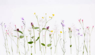 Çiçek desenli kır çiçekleri, yeşil yapraklar, beyaz arka planda dallar. Düz yatış, üst görünüm.