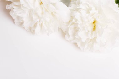 Romantik pankart, narin beyaz şakayık çiçekleri. Güzel kokulu pembe yapraklar.