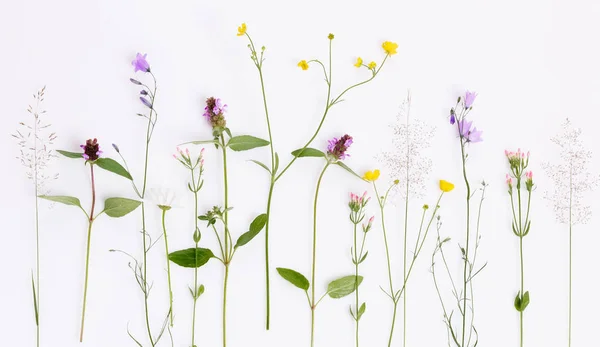 Patrón floral con flores silvestres, hojas verdes, ramas sobre fondo blanco. Piso tendido, vista superior. — Foto de Stock