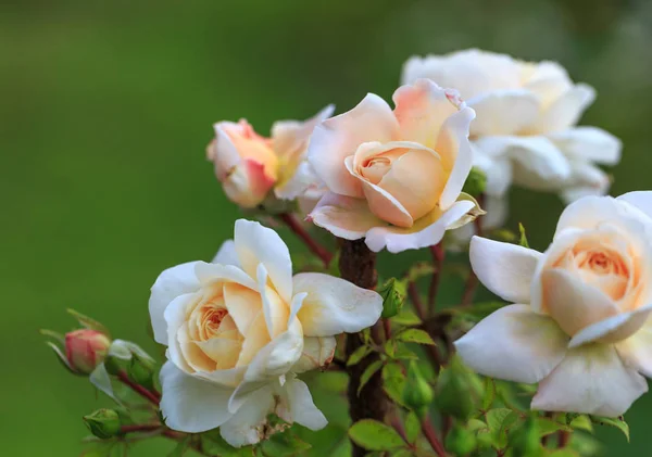 Floraison rose dans le jardin par une journée ensoleillée. — Photo