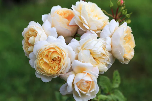 Blühende Rose im Garten an einem sonnigen Tag. — Stockfoto