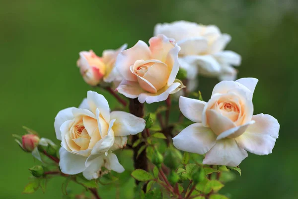 Blühende Rose im Garten an einem sonnigen Tag. — Stockfoto