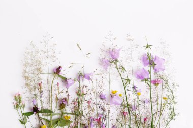 Çiçek desenli kır çiçekleri, yeşil yapraklar, beyaz arka planda dallar. Düz yatış, üst görünüm.