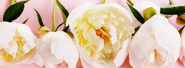 Delicada peonía rosa blanca con flores de pétalos sobre fondo rosa. Vista superior, posición plana. Copiar espacio . — Foto de Stock