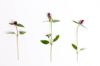 Yaratıcı düz kır çiçekleri sınırı yatıyordu, beyaz arka plan üzerinde izole, üst görünümü.