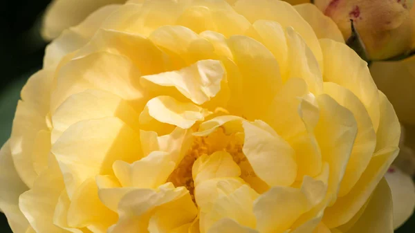 Unscharfe Unschärfe Rosenblätter, abstrakte Romantik Hintergrund, Pastell und weiche Blumenkarte — Stockfoto