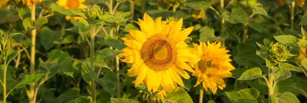 Field of blooming sunflowers on a background sunset — Stock Photo, Image