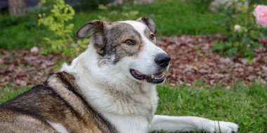 Mutlu köpek bir yaz güneşli bir gün bahçede çim üzerinde döşenmesi ve gülümseyen