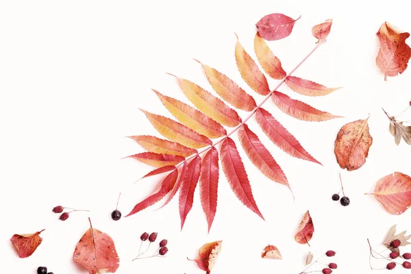 Kompozycja Jesienna. Rama wykonana z jesiennych suchych wielokolorowych liści i jagód z aronii na białym tle. — Zdjęcie stockowe