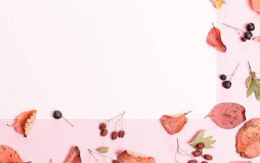 Sonbahar kompozisyon. Çerçeve sonbahar kuru çok renkli yaprakları ve beyaz arka planda chokeberry çilek yapılmış.