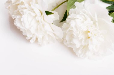 Romantik pankart, narin beyaz şakayık çiçekleri. Güzel kokulu pembe yapraklar.