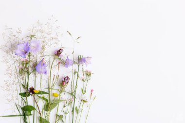 Çiçek desenli kır çiçekleri, yeşil yapraklar, beyaz arka planda dallar. Düz yatış, üst görünüm.