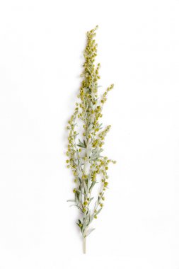 Medicinal herbs, Sagebrush, Artemisia, mugwort on a white background. clipart
