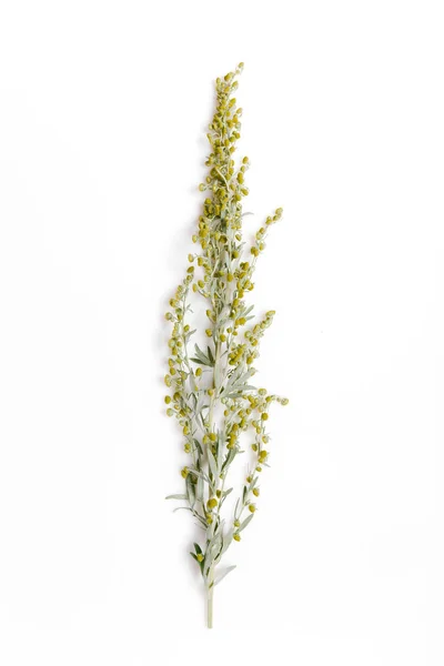 Léčivé byliny, Sagebrush, Artemisia, Cernobejl na bílém pozadí. — Stock fotografie