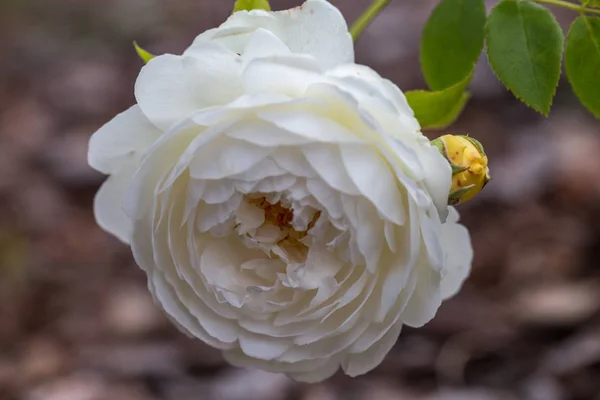 Blooming creamy white rose in the garden on a sunny day close up. — Stock Photo, Image