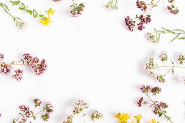 Varias hierbas y flores sobre fondo blanco, vista superior, borde floral — Foto de Stock
