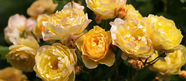 Gelbe Blume Englische Rose Zusammensetzung im Garten — Stockfoto