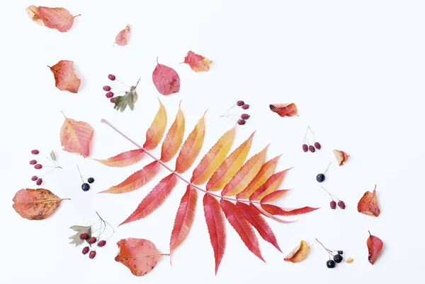 Kompozycja Jesienna. Rama wykonana z jesiennych suchych wielokolorowych liści i jagód z aronii na białym tle. — Zdjęcie stockowe