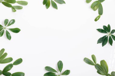 Beyaz arkaplanda tropik yeşil yaprak çerçeve