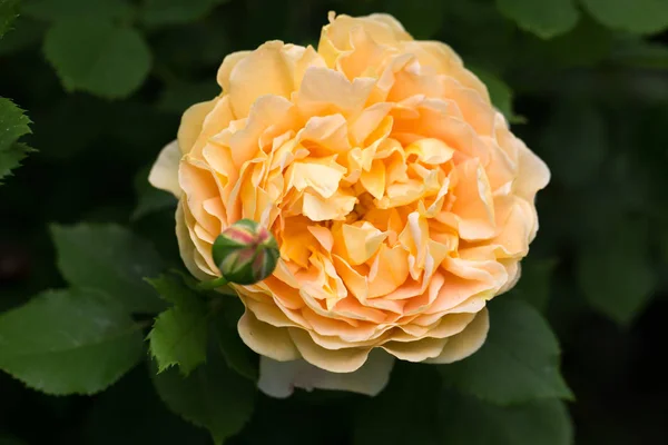 Flor amarilla rosa inglesa en el jardín, día soleado —  Fotos de Stock