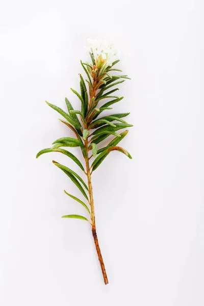 Marsh Northern Labrador Tea, ledum palustre växt isolerad på en vit bakgrund. — Stockfoto