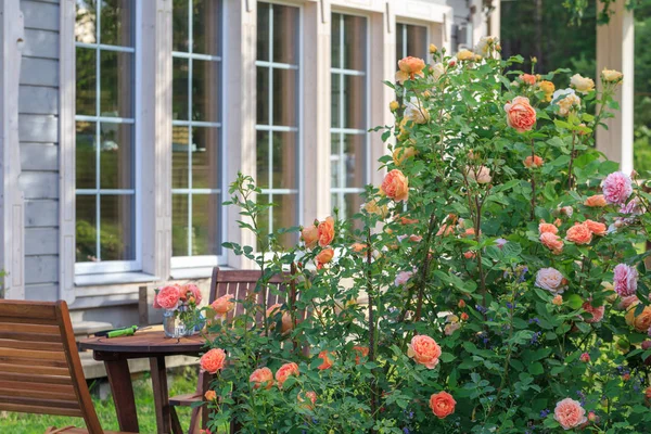 Romantische Sitzecke im Rosengarten, runder Holztisch und Stühle neben den großen blühenden Sträuchern der Englischen Rosen — Stockfoto