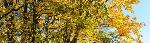 Fallende Ahornblätter auf dem malerischen, von der Morgensonne erleuchteten Herbstwald — Stockfoto