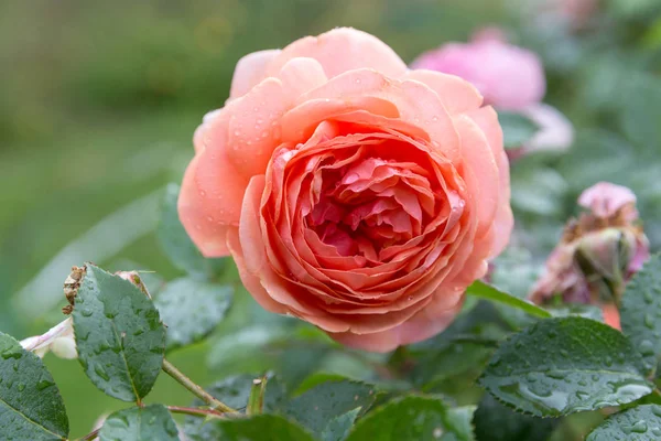 Όμορφα τριαντάφυλλα ανθίζουν στον κήπο κατά τη διάρκεια της βροχής το φθινόπωρο, σταγόνες βροχής — Φωτογραφία Αρχείου