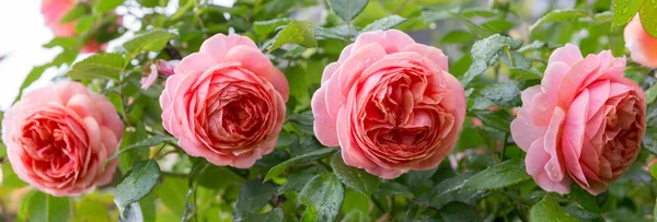 Красивые розы, цветущие в саду во время дождя осенью, капли дождя — стоковое фото
