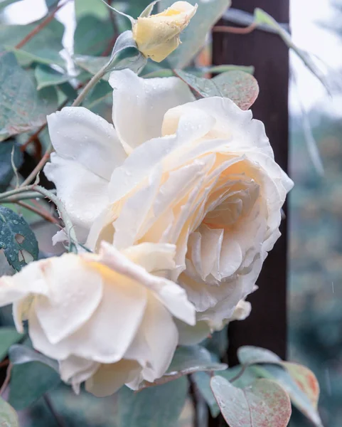 Belles roses fleurissant dans le jardin sous la pluie en automne, gouttes de pluie — Photo