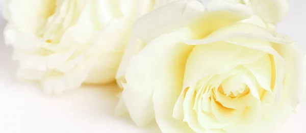 Romantisches Banner, zarte weiße Rosen in Nahaufnahme. Duftende cremegelbe Blütenblätter — Stockfoto