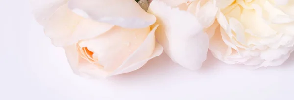 Romantic banner, delicate white roses flowers close-up. Fragrant crem pink petals