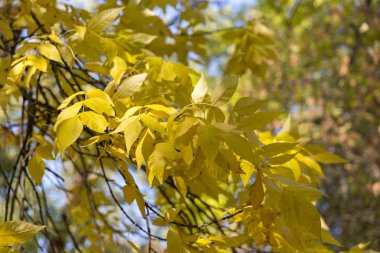 Sabah güneşi ile aydınlatılmış doğal sonbahar ormanında düşen akçaağaç yaprakları
