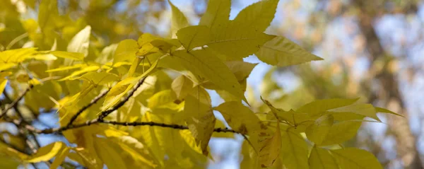 Fallende Ahornblätter auf dem malerischen, von der Morgensonne erleuchteten Herbstwald — Stockfoto