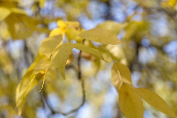 Fallende Ahornblätter auf dem malerischen, von der Morgensonne erleuchteten Herbstwald — Stockfoto