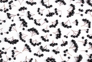 Chokeberry desen, beyaz arka plan üzerinde siyah çilek,