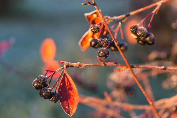 Zamrożona wiązka aronii na gałęzi. Późny upadek. Jagody w ogrodzie w igieł mrozu. Aronia melanocarpa — Zdjęcie stockowe