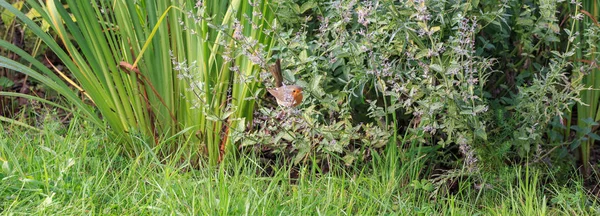 Robin, ένα μικρό πουλί με ένα πορτοκαλί στήθος στον κήπο ανάμεσα στο πράσινο των αιωνόβιων λουλουδιών, καλοκαιρινό φόντο — Φωτογραφία Αρχείου