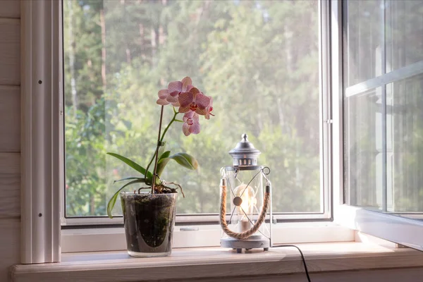 Bílé okno se sítí moskytů v rustikálním dřevěném domku s výhledem na zahradu. Orchidev falaenopsis na okenní římse — Stock fotografie