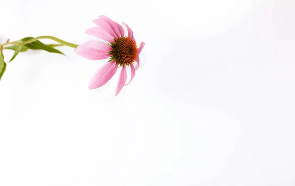 Purple flower on a white background, cards. Echinacea flower. Echinacea purpurea. — Stock Photo, Image