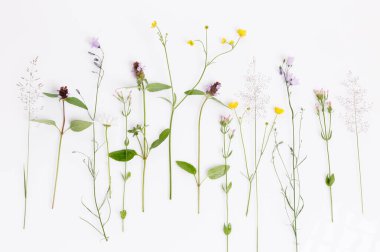 Çiçek desenli kır çiçekleri, yeşil yapraklar, beyaz arka planda dallar. Düz yatış, üst görünüm.