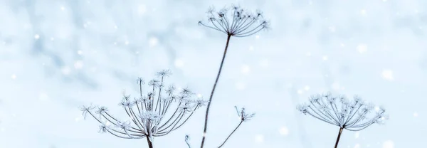 Mavi tonu, çok sığ odak içinde donmuş çiçek — Stok fotoğraf