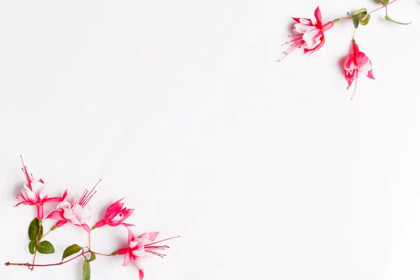 喜庆的芙蓉花构图在白色的背景上. 间接费用视图 — 图库照片