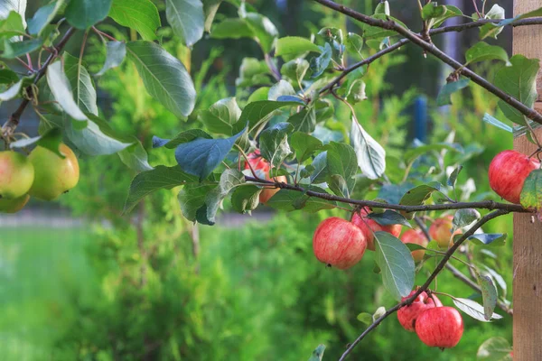 Trees with red apples in an orchard — Stock Photo, Image