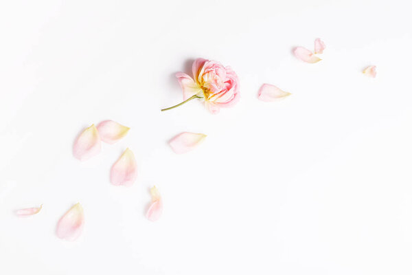 Festive rose flower composition on the white background. Overhead view