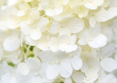 Makro fotoğraf, büyük beyaz ortanca çiçekleri doğa arka planı