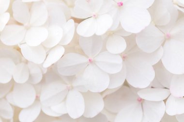 Makro fotoğraf, büyük beyaz ortanca çiçekleri doğa arka planı